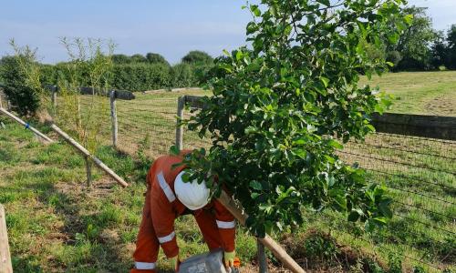 Worker watering trees