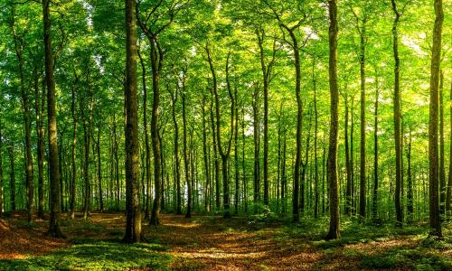 Beautiful green sunlit forest for National Grid article