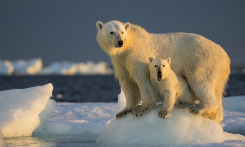 Polar bears for National Grid story '6 myths about climate change busted'