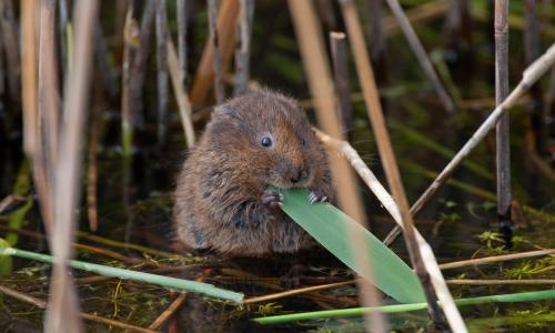 Water vole