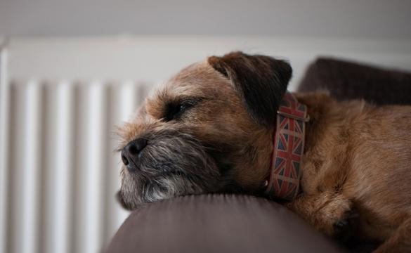 Dog by radiator - National Grid's 'The future of heat: Consulting consumers about low-carbon heating' story