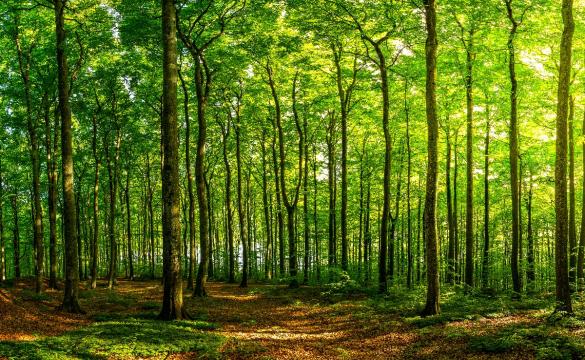 Beautiful green sunlit forest for National Grid article