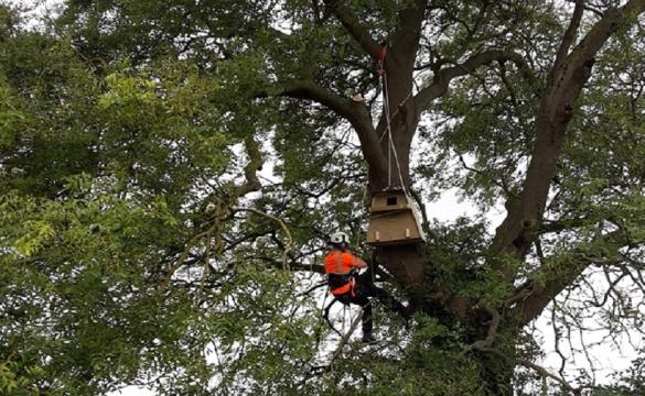 National Grid worker in tree setting up a barn owl box
