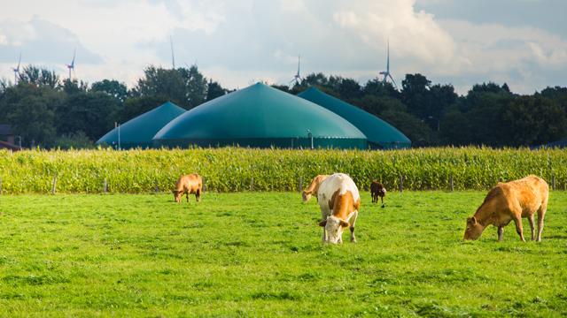 Biogas_CowsGrazingInField_640x360.jpg National Grid article '6 fascinating facts about biogas'