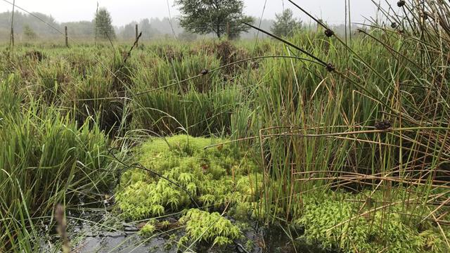 EnergyExplained_CarbonCaptureTechnology_640x360.jpg Peat bog at South Wales substation