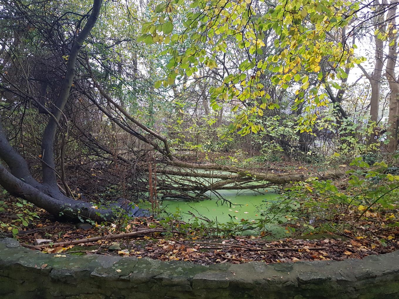 20221129_084059.jpg National Grid partner Ground Control to overhaul outdoor learning space at Avonmouth CofE Primary School - tree fallen across pond