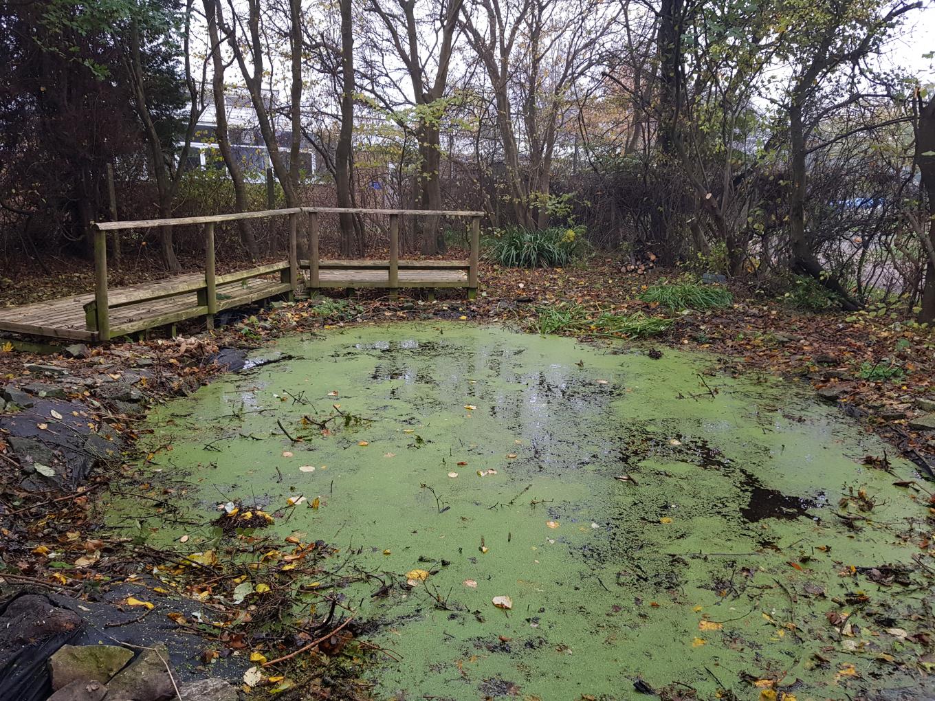 20221129_133203.jpg National Grid partner Ground Control to overhaul outdoor learning space at Avonmouth CofE Primary School - tree fallen across pond removed